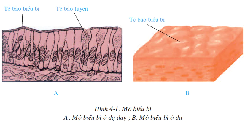 hinh-anh-bai-4-mo-2495-0
