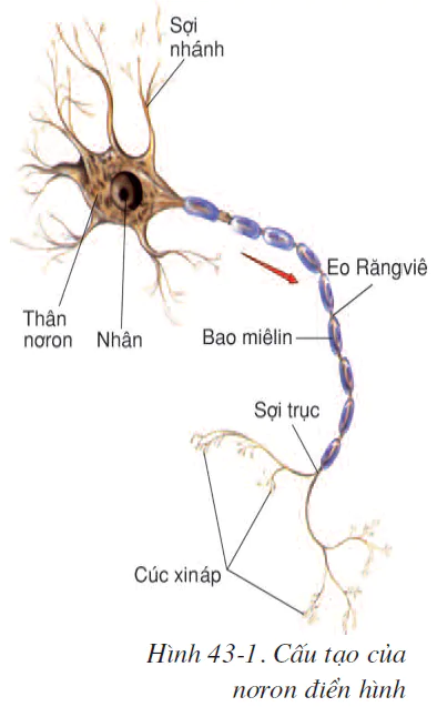 hinh-anh-bai-43-gioi-thieu-chung-he-than-kinh-2570-0