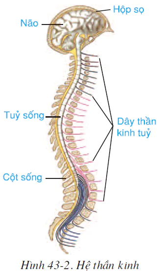 hinh-anh-bai-43-gioi-thieu-chung-he-than-kinh-2570-1