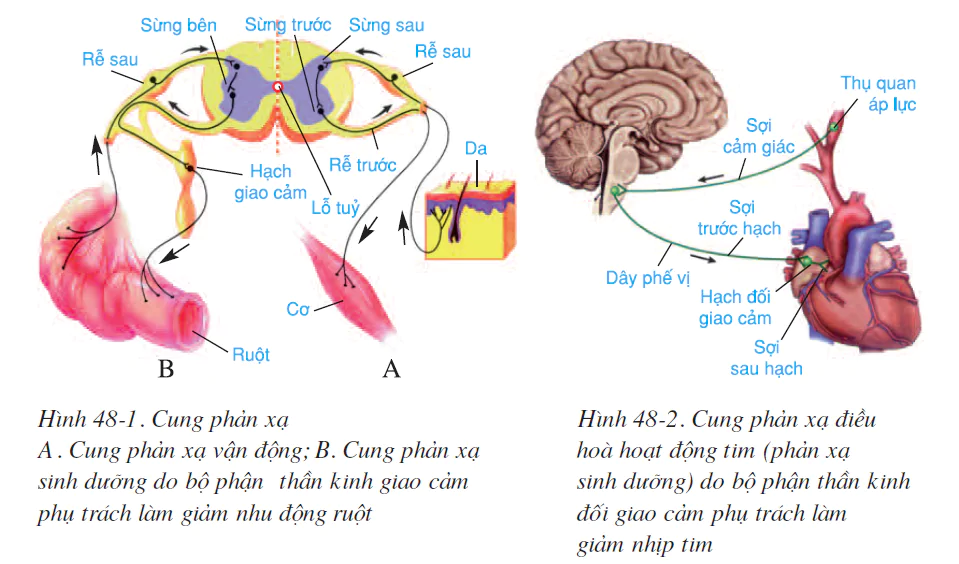hinh-anh-bai-48-he-than-kinh-sinh-duong-2575-0