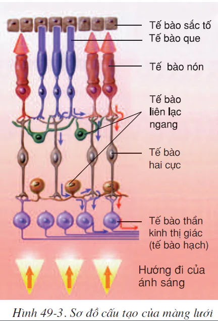 hinh-anh-bai-49-co-quan-phan-tich-thi-giac-2580-2