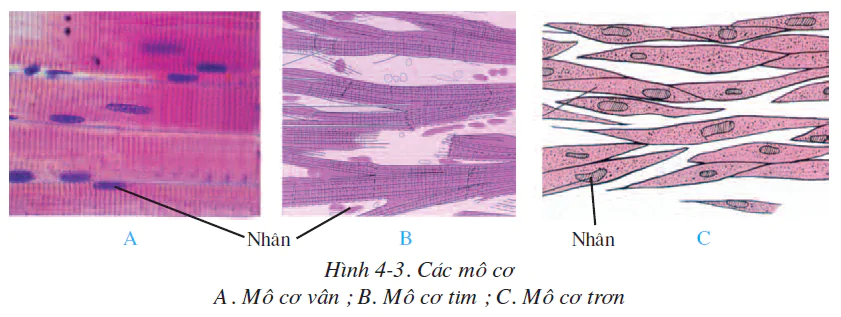 hinh-anh-bai-4-mo-2495-2