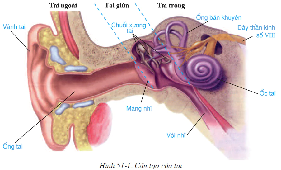 hinh-anh-bai-51-co-quan-phan-tich-thinh-giac-2586-0