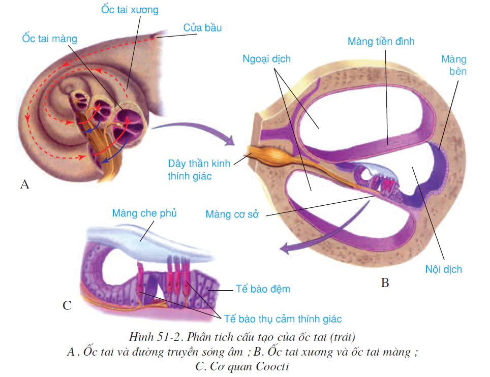 hinh-anh-bai-51-co-quan-phan-tich-thinh-giac-2586-1