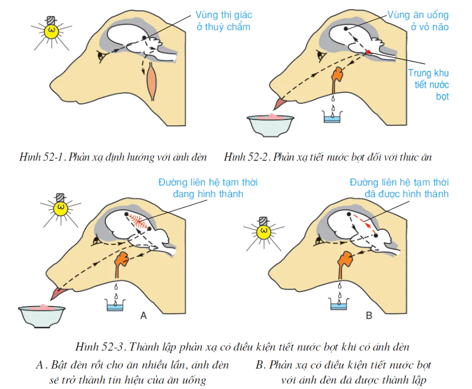 hinh-anh-bai-52-phan-xa-khong-dieu-kien-va-phan-xa-co-dieu-kien-2587-0