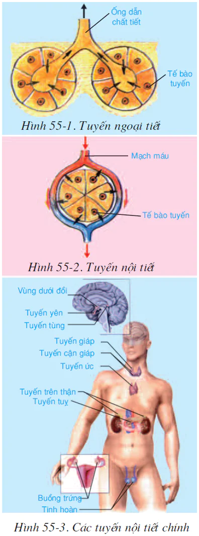 hinh-anh-bai-55-gioi-thieu-chung-he-noi-tiet-2590-0