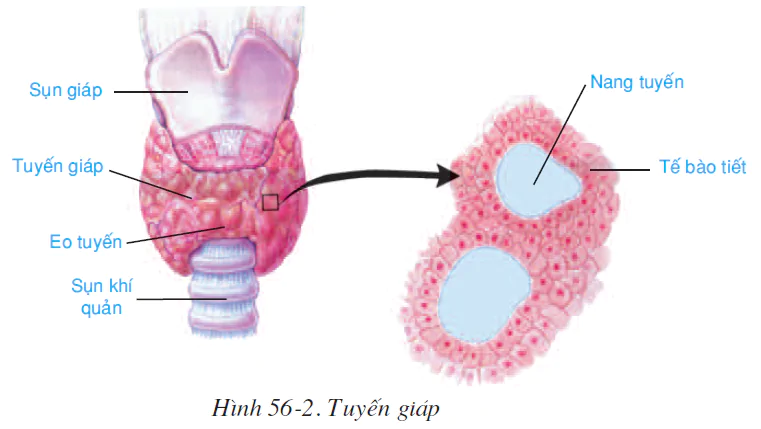 hinh-anh-bai-56-tuyen-yen-tuyen-giap-2591-1