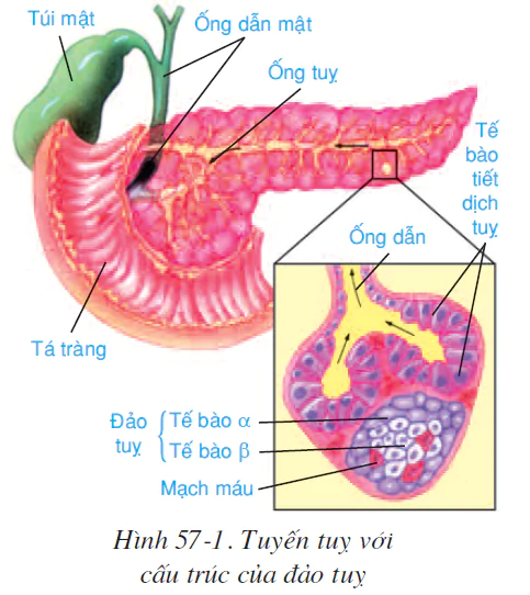 hinh-anh-bai-57-tuyen-tuy-va-tuyen-tren-than-2592-0