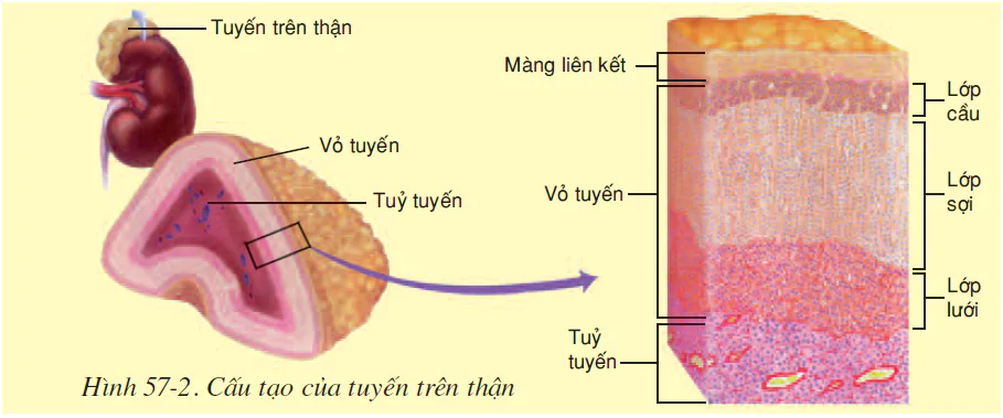hinh-anh-bai-57-tuyen-tuy-va-tuyen-tren-than-2592-1