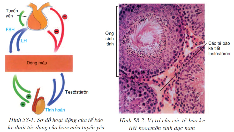 hinh-anh-bai-58-tuyen-sinh-duc-2593-0