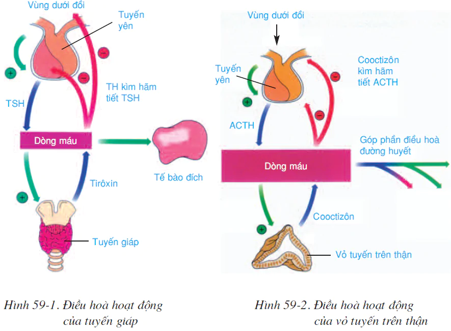 hinh-anh-bai-59-su-dieu-hoa-va-phoi-hop-hoat-dong-cua-cac-tuyen-noi-tiet-2594-0