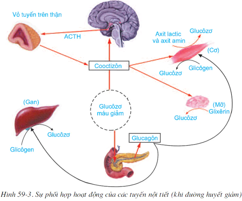 hinh-anh-bai-59-su-dieu-hoa-va-phoi-hop-hoat-dong-cua-cac-tuyen-noi-tiet-2594-1