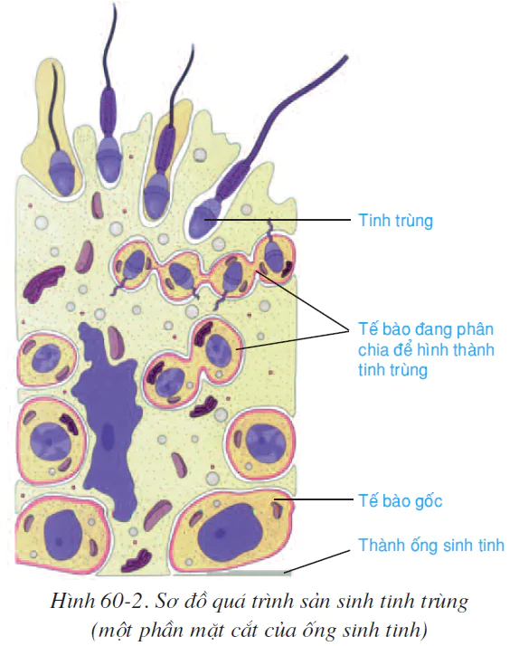 hinh-anh-bai-60-co-quan-sinh-duc-nam-2602-1