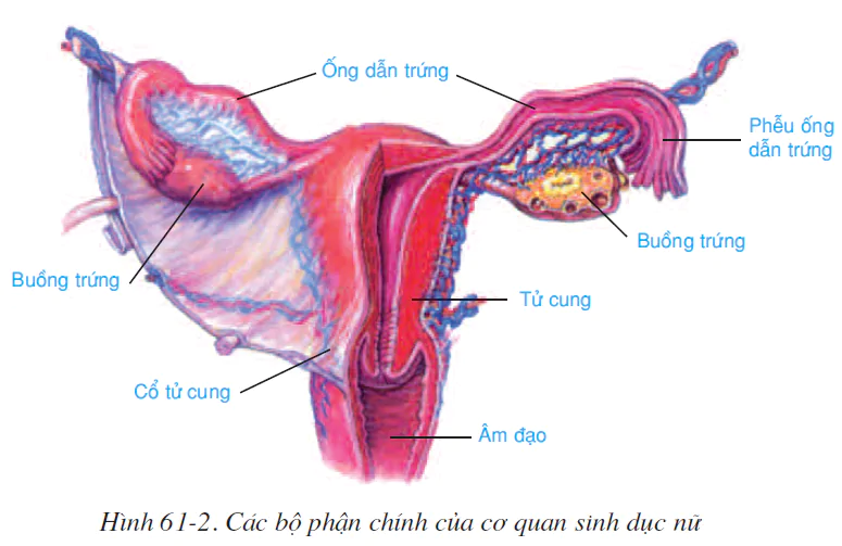 hinh-anh-bai-61-co-quan-sinh-duc-nu-2603-1