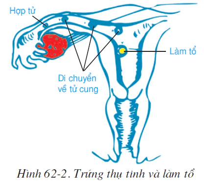 hinh-anh-bai-62-thu-tinh-thu-thai-va-phat-trien-cua-thai-2604-1