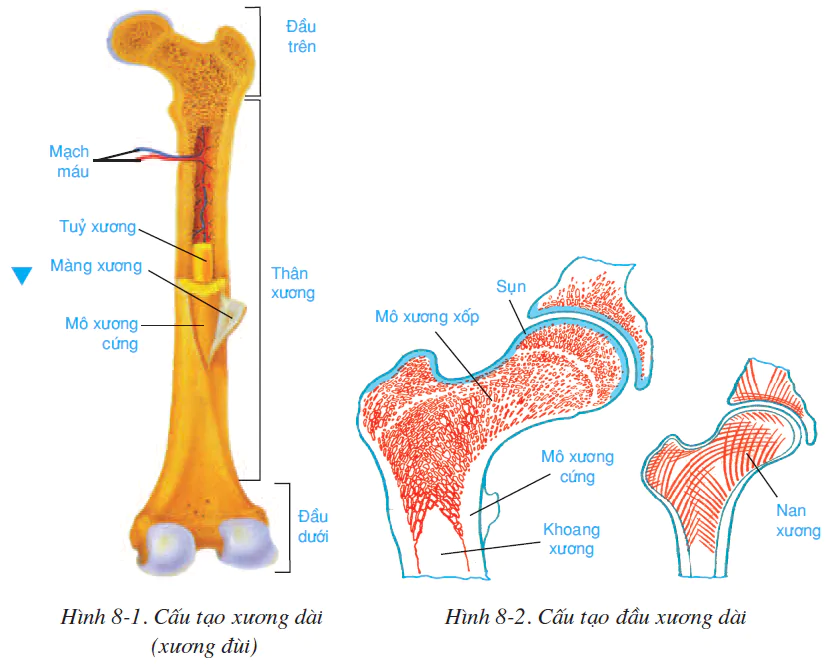 hinh-anh-bai-8-cau-tao-va-tinh-chat-cua-xuong-2499-0