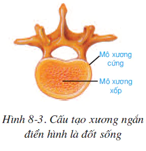 hinh-anh-bai-8-cau-tao-va-tinh-chat-cua-xuong-2499-1