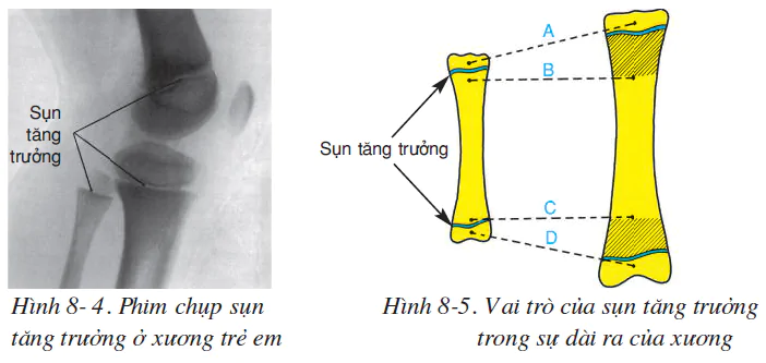 hinh-anh-bai-8-cau-tao-va-tinh-chat-cua-xuong-2499-2