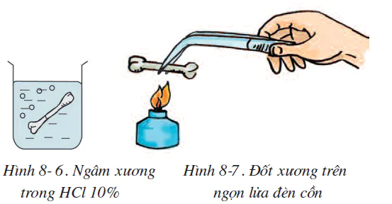 hinh-anh-bai-8-cau-tao-va-tinh-chat-cua-xuong-2499-3