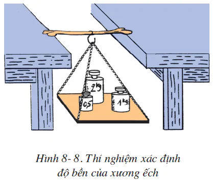 hinh-anh-bai-8-cau-tao-va-tinh-chat-cua-xuong-2499-4
