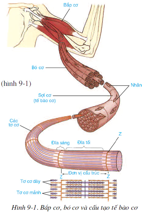 hinh-anh-bai-9-cau-tao-va-tinh-chat-cua-co-2500-0