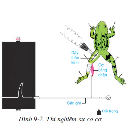 hinh-anh-bai-9-cau-tao-va-tinh-chat-cua-co-2500-1