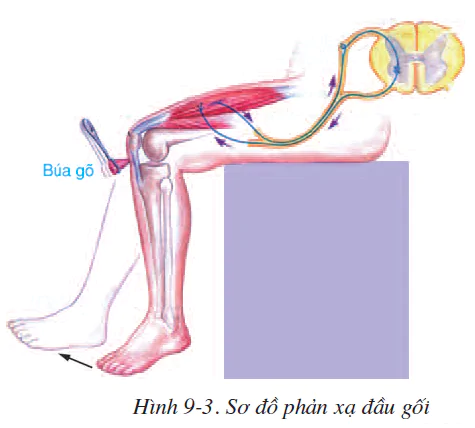 hinh-anh-bai-9-cau-tao-va-tinh-chat-cua-co-2500-2