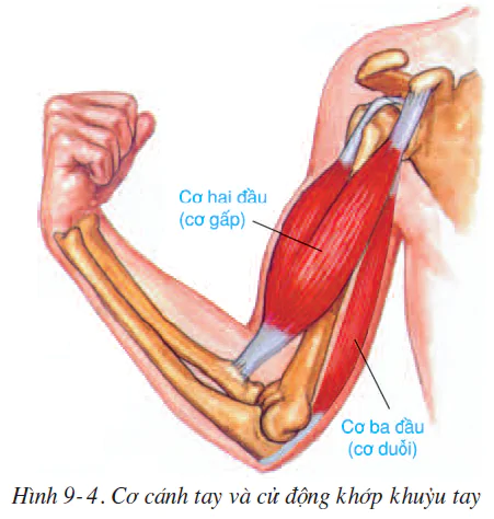 hinh-anh-bai-9-cau-tao-va-tinh-chat-cua-co-2500-3