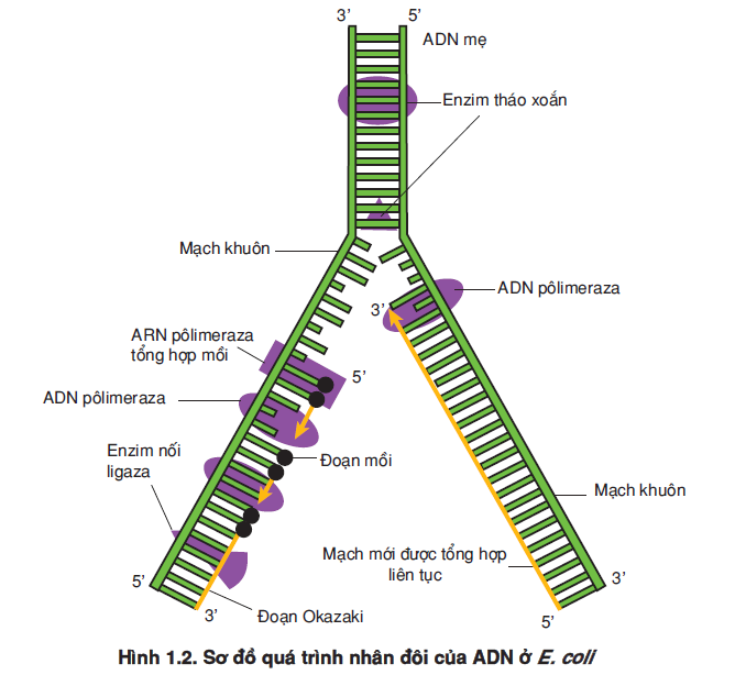 hinh-anh-bai-1-gen-ma-di-truyen-va-qua-trinh-nhan-doi-cua-adn-3463-0