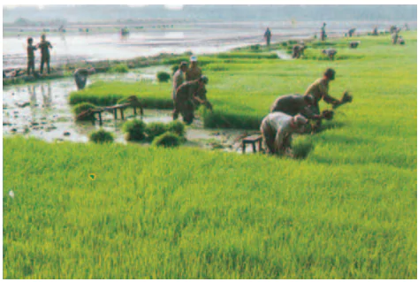 hinh-anh-bai-13-hoat-dong-san-xuat-cua-nguoi-dan-o-dong-bang-bac-bo-879-2