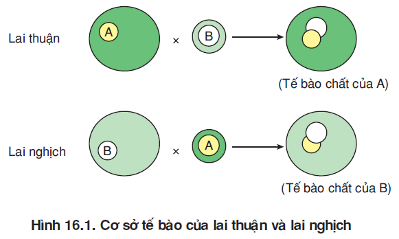 hinh-anh-bai-16-di-truyen-ngoai-nhiem-sac-the-3489-0