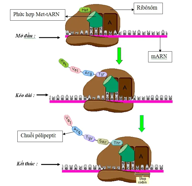 hinh-anh-bai-2-phien-ma-va-dich-ma-3385-1