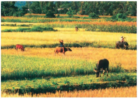 hinh-anh-bai-25-nguoi-dan-va-hoat-dong-san-xuat-o-dong-bang-duyen-hai-mien-trung-1112-4