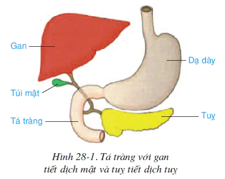 hinh-anh-bai-28-tieu-hoa-o-ruot-non-3564-0
