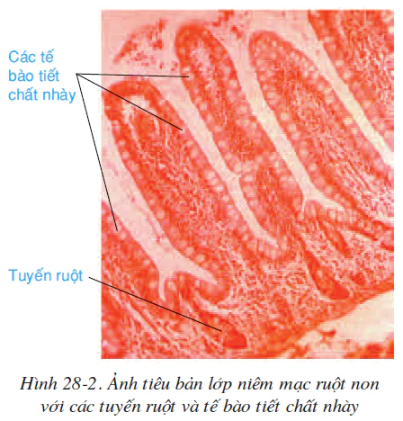 hinh-anh-bai-28-tieu-hoa-o-ruot-non-3564-1