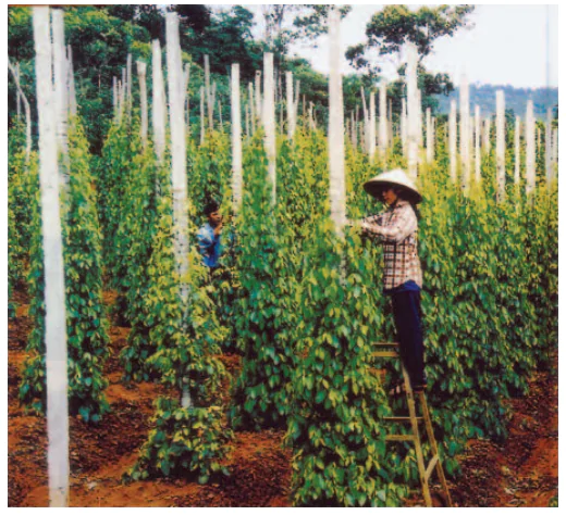 hinh-anh-bai-29-bien-dao-va-quan-dao-1125-2