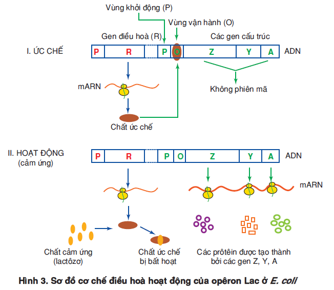 hinh-anh-bai-3-dieu-hoa-hoat-dong-cua-gen-3465-0