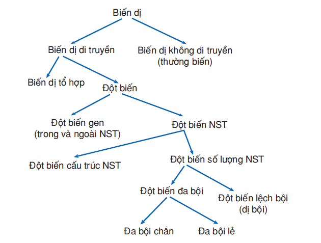hinh-anh-bai-31-on-tap-phan-nam-di-truyen-hoc-3504-2