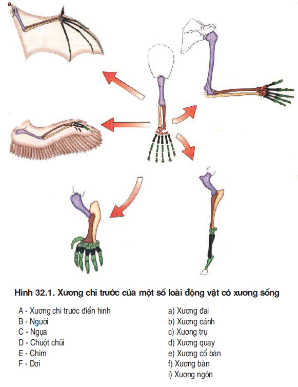 hinh-anh-bai-32-bang-chung-giai-phau-hoc-so-sanh-va-phoi-sinh-hoc-so-sanh-3505-0
