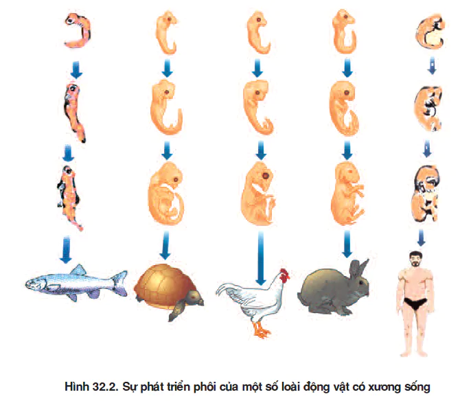 hinh-anh-bai-32-bang-chung-giai-phau-hoc-so-sanh-va-phoi-sinh-hoc-so-sanh-3505-1