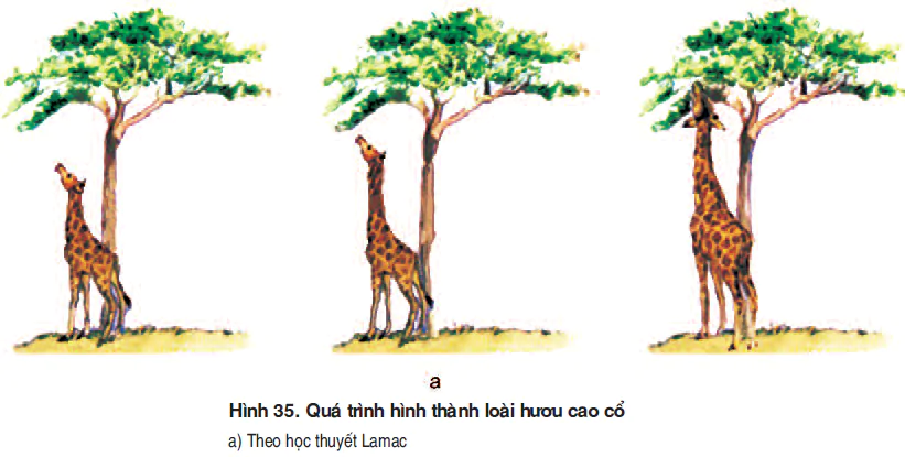 hinh-anh-bai-35-hoc-thuyet-tien-hoa-co-dien-3524-0