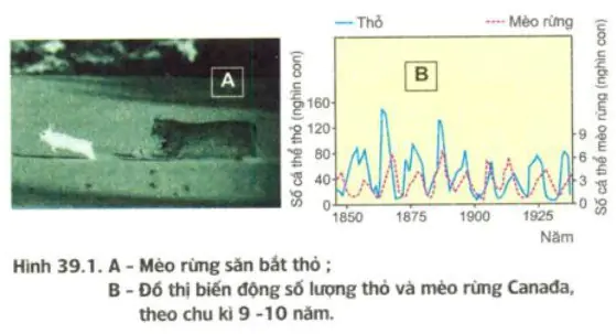 hinh-anh-bai-39-bien-dong-so-luong-ca-the-cua-quan-the-sinh-vat-3437-0