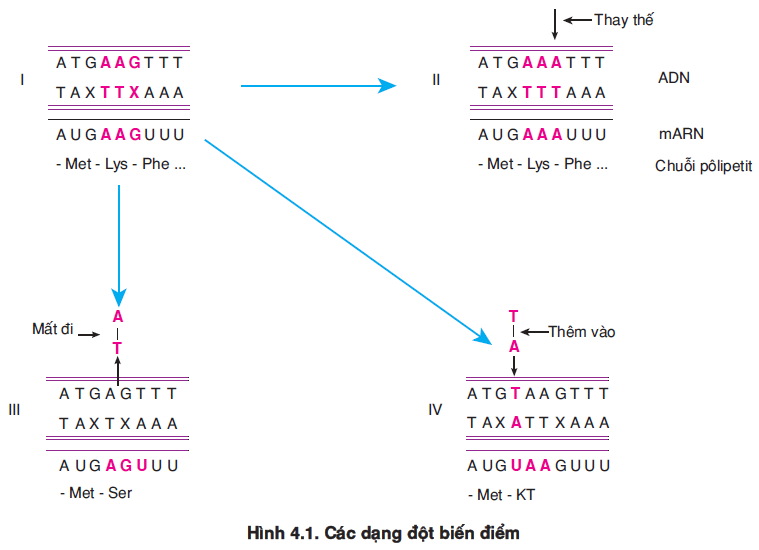 hinh-anh-bai-4-dot-bien-gen-3466-0