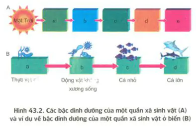 hinh-anh-bai-43-trao-doi-vat-chat-trong-he-sinh-thai-3441-0