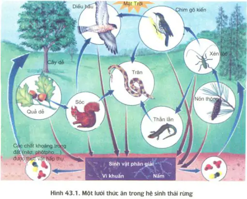 hinh-anh-bai-45-dong-nang-luong-trong-he-sinh-thai-va-hieu-suat-sinh-thai-3459-0
