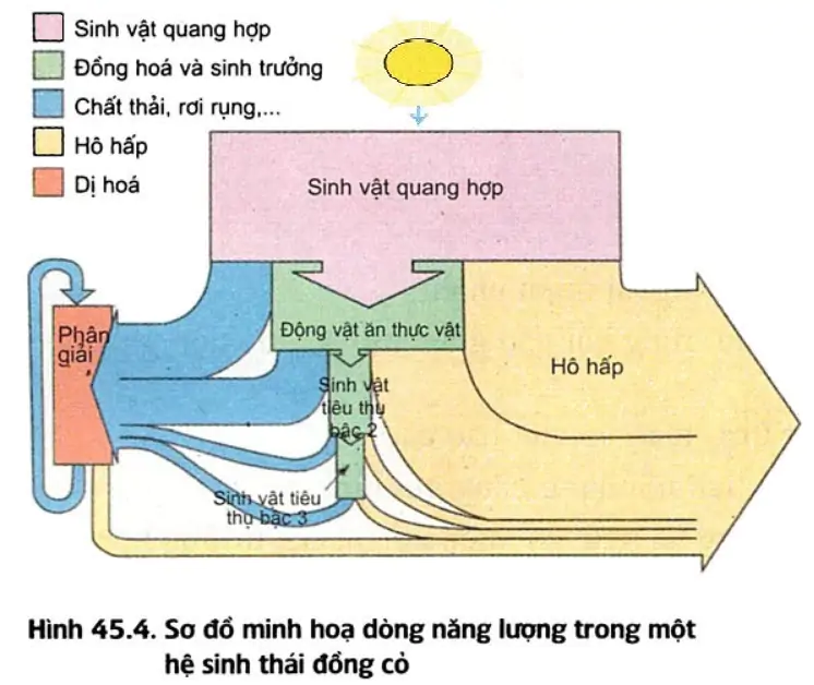 hinh-anh-bai-45-dong-nang-luong-trong-he-sinh-thai-va-hieu-suat-sinh-thai-3459-1