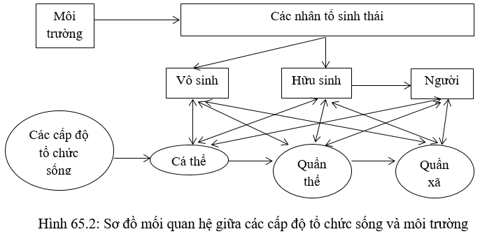 hinh-anh-bai-65-on-tap-phan-sau-tien-hoa-va-phan-bay-sinh-thai-hoc-3554-10