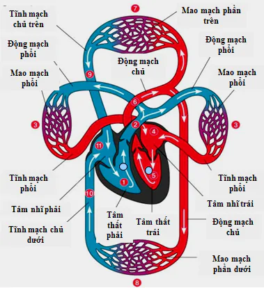 hinh-anh-bai-23-thuc-hanh-ho-hap-nhan-tao-2516-1
