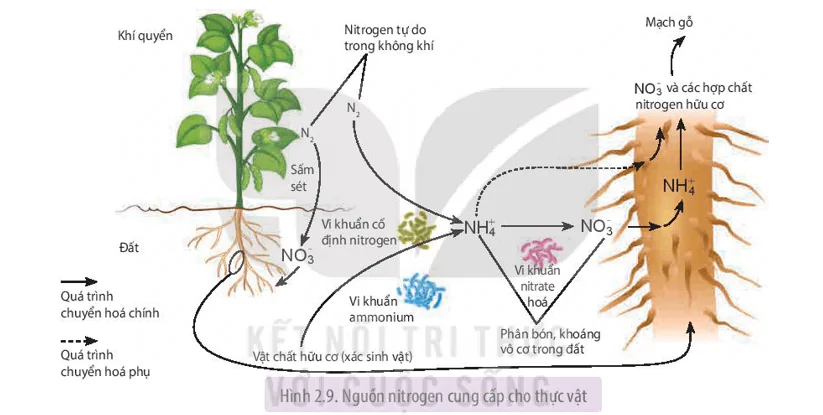 hinh-anh-bai-2-trao-doi-nuoc-va-khoang-o-thuc-vat-3479-1