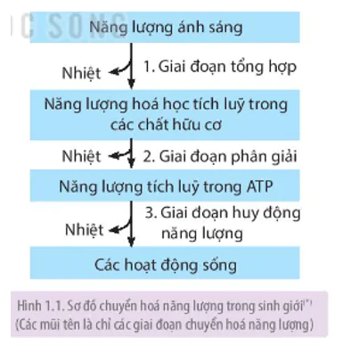 hinh-anh-bai-1-khai-quat-ve-trao-doi-chat-va-chuyen-hoa-nang-luong-3478-0